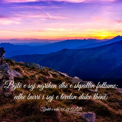 Picture 03 - Fjalët e urta 31:28 ALB - Bijtë e saj ngrihen dhe e shpallin fatlume; edhe - Bible Verse Picture