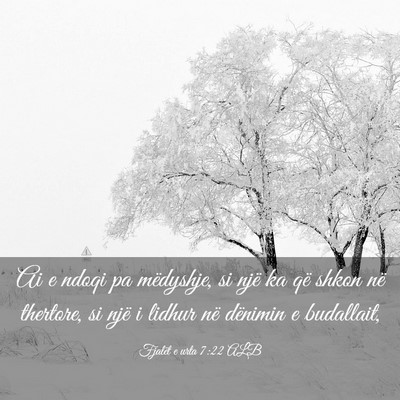 Picture 03 - Fjalët e urta 7:22 ALB - Ai e ndoqi pa mëdyshje, si një ka që shkon në - Bible Verse Picture