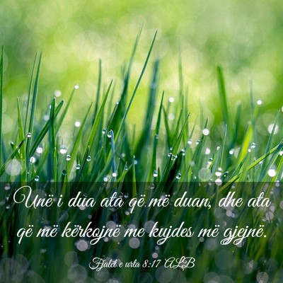 Picture 03 - Fjalët e urta 8:17 ALB - Unë i dua ata që më duan, dhe ata që më - Bible Verse Picture