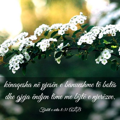 Picture 03 - Fjalët e urta 8:31 ALB - kënaqesha në pjesën e banueshme të botës dhe - Bible Verse Picture