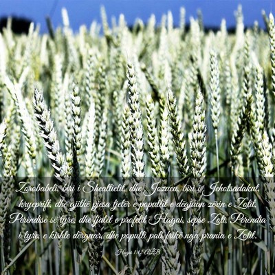 Picture 03 - Hagai 1:12 ALB - Zorobabeli, biri i Shealtielit, dhe Jozueu, biri - Bible Verse Picture