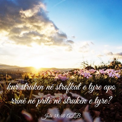 Picture 03 - Jobi 38:40 ALB - kur struken në strofkat e tyre apo rrinë në - Bible Verse Picture