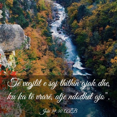 Picture 03 - Jobi 39:30 ALB - Të vegjlit e saj thithin gjak dhe, ku ka të - Bible Verse Picture