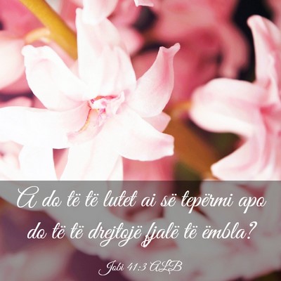 Picture 03 - Jobi 41:3 ALB - A do të të lutet ai së tepërmi apo do të të - Bible Verse Picture