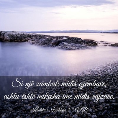 Picture 03 - Kantiku i Kantikëve 2:2 ALB - Si një zambak midis gjembave, ashtu është - Bible Verse Picture