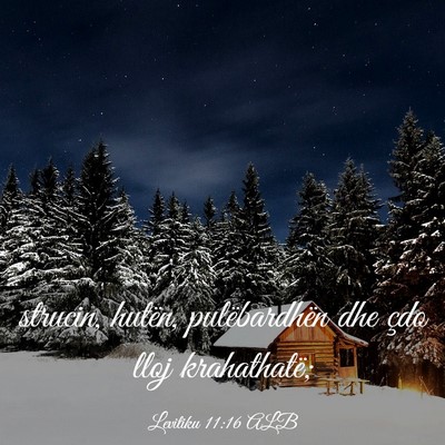Picture 03 - Levitiku 11:16 ALB - strucin, hutën, pulëbardhën dhe çdo lloj - Bible Verse Picture