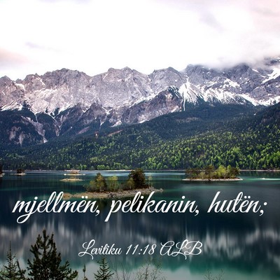 Picture 03 - Levitiku 11:18 ALB - mjellmën, pelikanin, - Bible Verse Picture