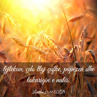 Picture 03 - Levitiku 11:19 ALB - lejlekun, çdo lloj çafke, pupëzen dhe - Bible Verse Picture