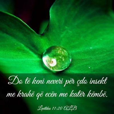 Picture 03 - Levitiku 11:20 ALB - Do të keni neveri për çdo insekt me krahë që - Bible Verse Picture