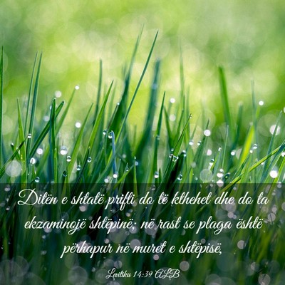 Picture 03 - Levitiku 14:39 ALB - Ditën e shtatë prifti do të kthehet dhe do ta - Bible Verse Picture