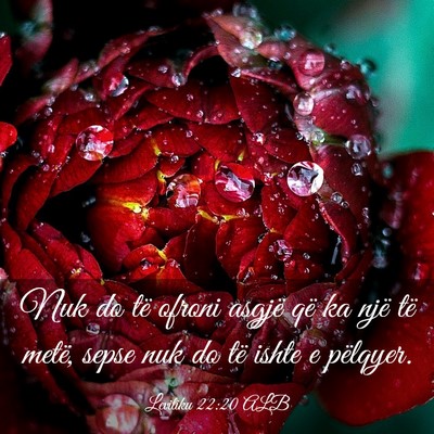 Picture 03 - Levitiku 22:20 ALB - Nuk do të ofroni asgjë që ka një të metë, - Bible Verse Picture