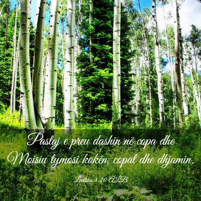 Picture 03 - Levitiku 8:20 ALB - Pastaj e preu dashin në copa dhe Moisiu tymosi - Bible Verse Picture