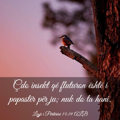 Picture 03 - Ligji i Përtërirë 14:19 ALB - Çdo insekt që fluturon është i papastër për - Bible Verse Picture