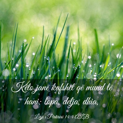 Picture 03 - Ligji i Përtërirë 14:4 ALB - Këto janë kafshët që mund të hani: lopa, - Bible Verse Picture