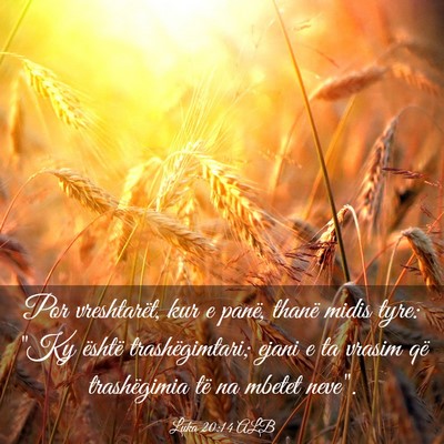 Picture 03 - Luka 20:14 ALB - Por vreshtarët, kur e panë, thanë midis tyre: - Bible Verse Picture