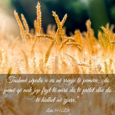 Picture 03 - Luka 3:9 ALB - Tashmë sëpata u vu në rrënjë të pemëve; - Bible Verse Picture
