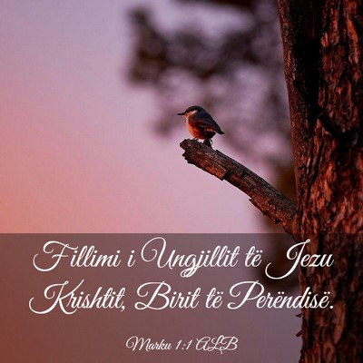 Picture 03 - Marku 1:1 ALB - Fillimi i Ungjillit të Jezu Krishtit, Birit të - Bible Verse Picture