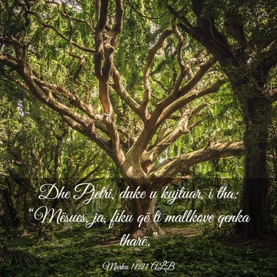 Picture 03 - Marku 11:21 ALB - Dhe Pjetri, duke u kujtuar, i tha: “Mësues, - Bible Verse Picture