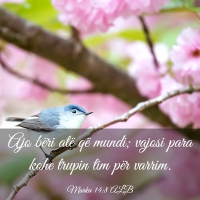 Picture 03 - Marku 14:8 ALB - Ajo bëri atë që mundi; vajosi para kohe trupin - Bible Verse Picture
