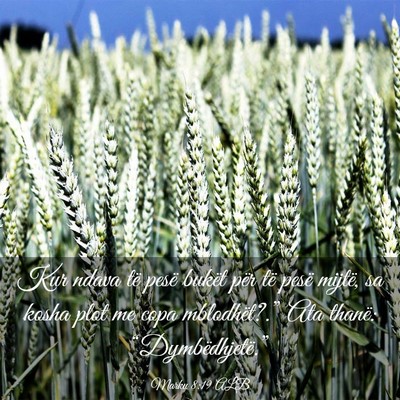 Picture 03 - Marku 8:19 ALB - Kur ndava të pesë bukët për të pesë mijtë, - Bible Verse Picture