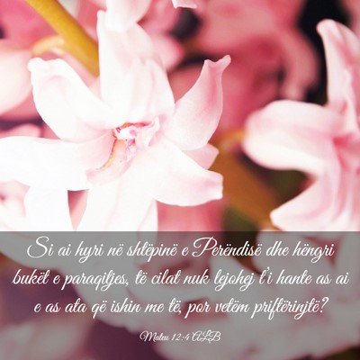 Picture 03 - Mateu 12:4 ALB - Si ai hyri në shtëpinë e Perëndisë dhe - Bible Verse Picture
