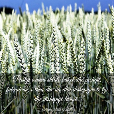 Picture 03 - Mateu 15:36 ALB - Pastaj i mori shtatë bukët dhe peshqit, - Bible Verse Picture