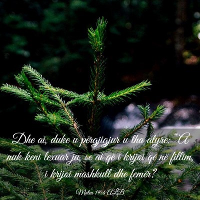 Picture 03 - Mateu 19:4 ALB - Dhe ai, duke u përgjigjur u tha atyre: “A nuk - Bible Verse Picture