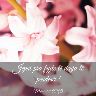 Picture 03 - Mateu 3:8 ALB - Jepni pra fryte të denja të - Bible Verse Picture