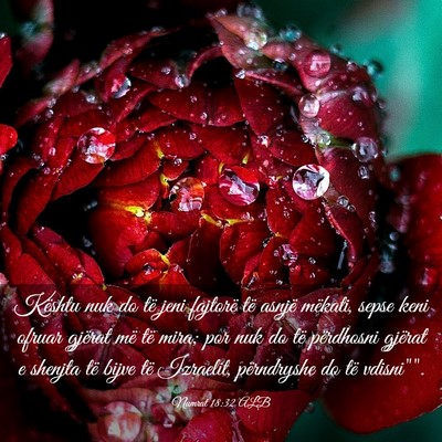 Picture 03 - Numrat 18:32 ALB - Kështu nuk do të jeni fajtorë të asnjë - Bible Verse Picture