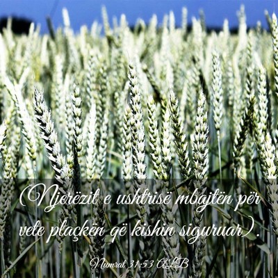 Picture 03 - Numrat 31:53 ALB - (Njerëzit e ushtrisë mbajtën për vete - Bible Verse Picture