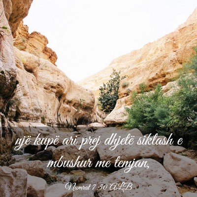 Picture 03 - Numrat 7:50 ALB - një kupë ari prej dhjetë siklash e mbushur me - Bible Verse Picture