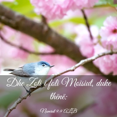 Picture 03 - Numrat 9:9 ALB - Dhe Zoti i foli Moisiut, duke - Bible Verse Picture