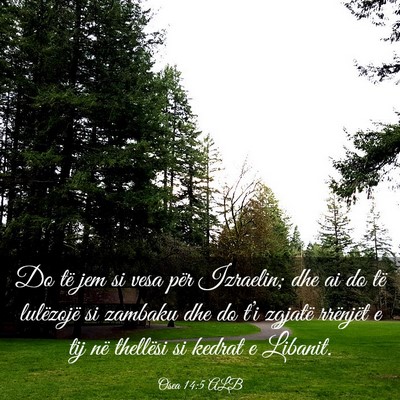 Picture 03 - Osea 14:5 ALB - Do të jem si vesa për Izraelin; dhe ai do të - Bible Verse Picture