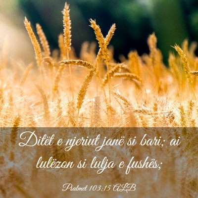 Picture 03 - Psalmet 103:15 ALB - Ditët e njeriut janë si bari; ai lulëzon si - Bible Verse Picture