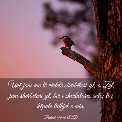 Picture 03 - Psalmet 116:16 ALB - Unë jam me të vërtetë shërbëtori yt, o Zot, - Bible Verse Picture
