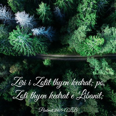 Picture 03 - Psalmet 29:5 ALB - Zëri i Zotit thyen kedrat; po, Zoti thyen kedrat - Bible Verse Picture