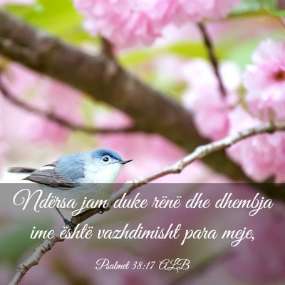 Picture 03 - Psalmet 38:17 ALB - Ndërsa jam duke rënë dhe dhembja ime është - Bible Verse Picture