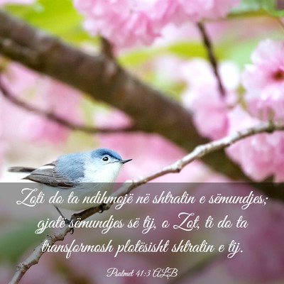 Picture 03 - Psalmet 41:3 ALB - Zoti do ta ndihmojë në shtratin e sëmundjes; - Bible Verse Picture
