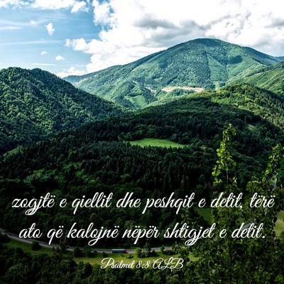 Picture 03 - Psalmet 8:8 ALB - zogjtë e qiellit dhe peshqit e detit, tërë ato - Bible Verse Picture