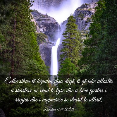Picture 03 - Romakëve 11:17 ALB - Edhe sikur të këputen disa degë, ti që ishe - Bible Verse Picture