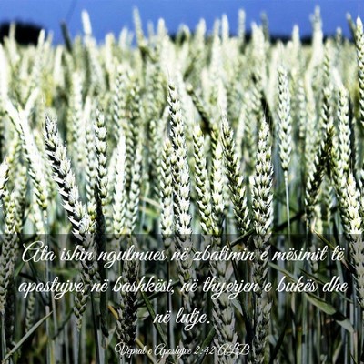 Picture 03 - Veprat e Apostujve 2:42 ALB - Ata ishin ngulmues në zbatimin e mësimit të - Bible Verse Picture