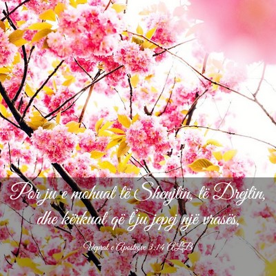 Picture 03 - Veprat e Apostujve 3:14 ALB - Por ju e mohuat të Shenjtin, të Drejtin, dhe - Bible Verse Picture