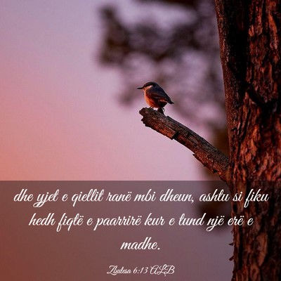 Picture 03 - Zbulesa 6:13 ALB - dhe yjet e qiellit ranë mbi dheun, ashtu si fiku - Bible Verse Picture