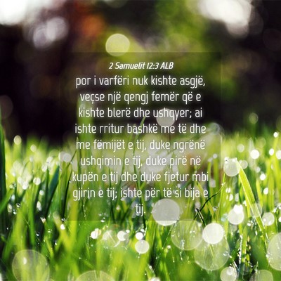 Picture 04 - 2 Samuelit 12:3 ALB - por i varfëri nuk kishte asgjë, veçse një - Bible Verse Picture
