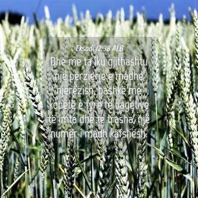 Picture 04 - Eksodi 12:38 ALB - Dhe me ta iku gjithashtu një përzierje e madhe - Bible Verse Picture