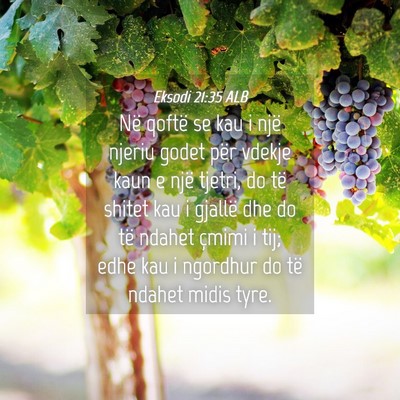 Picture 04 - Eksodi 21:35 ALB - Në qoftë se kau i një njeriu godet për vdekje - Bible Verse Picture