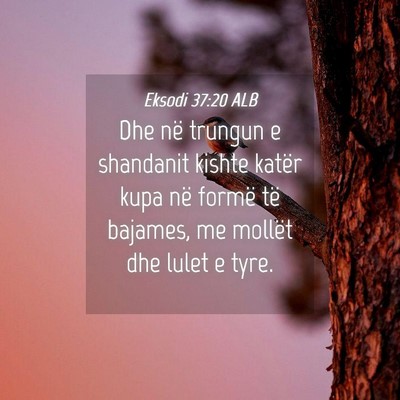 Picture 04 - Eksodi 37:20 ALB - Dhe në trungun e shandanit kishte katër kupa - Bible Verse Picture