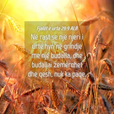 Picture 04 - Fjalët e urta 29:9 ALB - Në rast se një njeri i urtë hyn në grindje me - Bible Verse Picture
