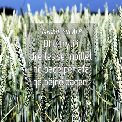 Picture 04 - Jakobit 3:18 ALB - Dhe fryti i drejtësisë mbillet në paqe për - Bible Verse Picture