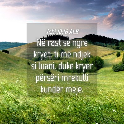 Picture 04 - Jobi 10:16 ALB - Në rast se ngre kryet, ti më ndjek si luani, - Bible Verse Picture